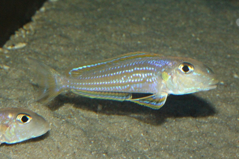 Xenotilapia ochrogenys 'Kigoma'